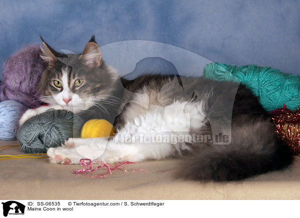 Maine Coon in Wolle / Maine Coon in wool / SS-06535