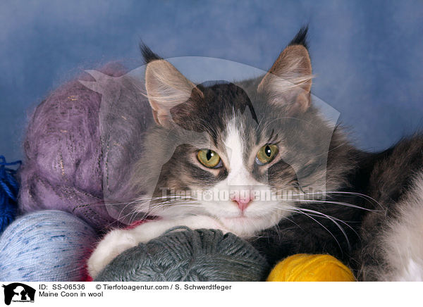 Maine Coon in Wolle / Maine Coon in wool / SS-06536