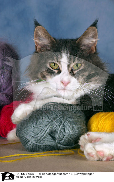 Maine Coon in Wolle / Maine Coon in wool / SS-06537