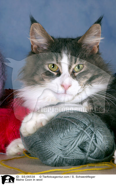 Maine Coon in Wolle / Maine Coon in wool / SS-06538