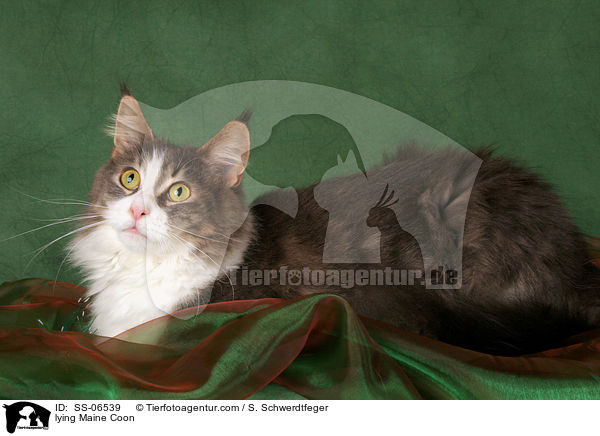 liegende Maine Coon / lying Maine Coon / SS-06539