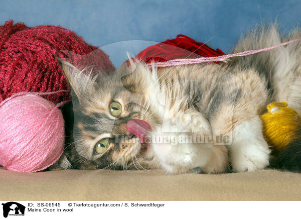 Maine Coon in Wolle / Maine Coon in wool / SS-06545