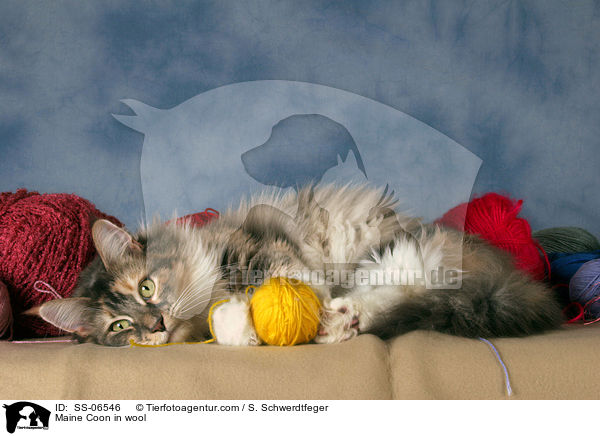 Maine Coon in Wolle / Maine Coon in wool / SS-06546