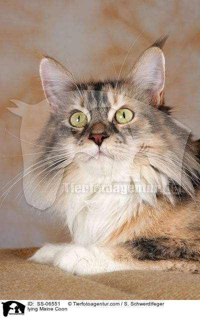 liegende Maine Coon / lying Maine Coon / SS-06551