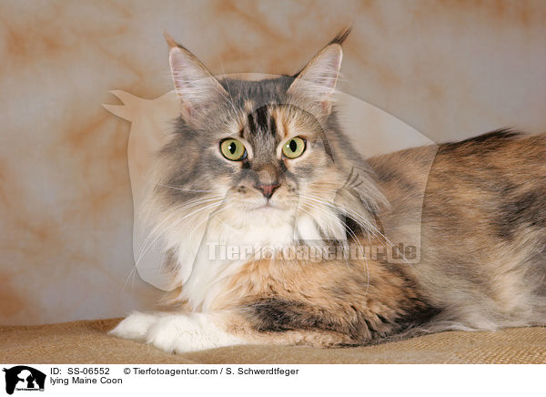 liegende Maine Coon / lying Maine Coon / SS-06552