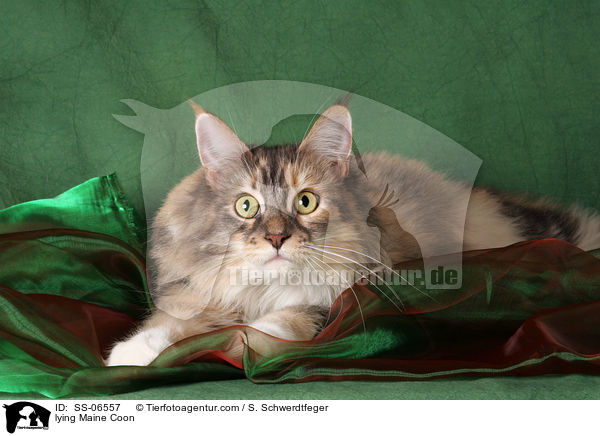 liegende Maine Coon / lying Maine Coon / SS-06557