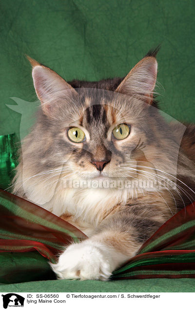 liegende Maine Coon / lying Maine Coon / SS-06560