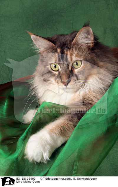 liegende Maine Coon / lying Maine Coon / SS-06563