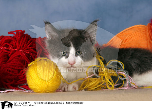 Maine Coon Ktzchen / Maine Coon kitten / SS-06571