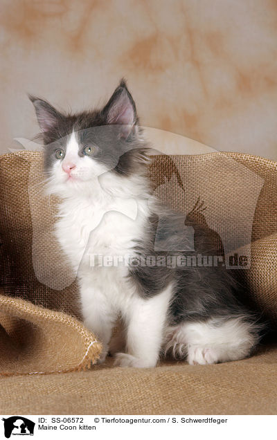 Maine Coon Ktzchen / Maine Coon kitten / SS-06572