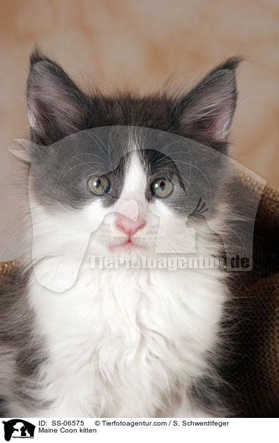 Maine Coon Ktzchen / Maine Coon kitten / SS-06575