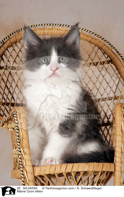 Maine Coon Ktzchen / Maine Coon kitten / SS-06582