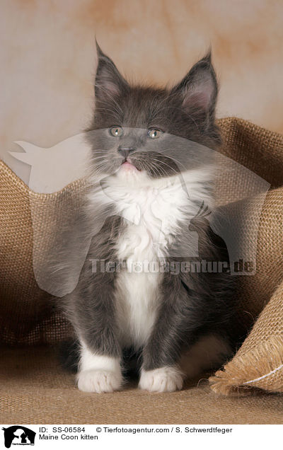 Maine Coon Ktzchen / Maine Coon kitten / SS-06584