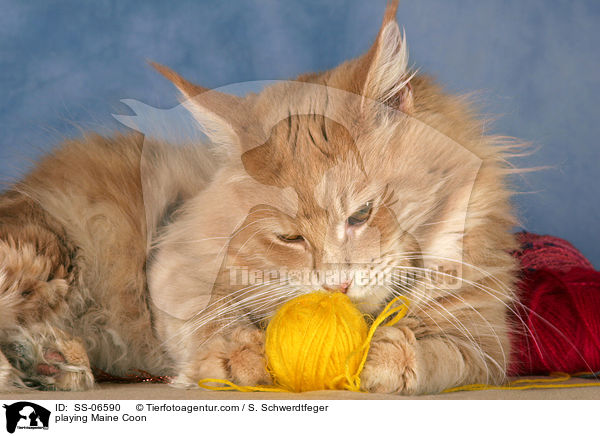 spielende Maine Coon / playing Maine Coon / SS-06590