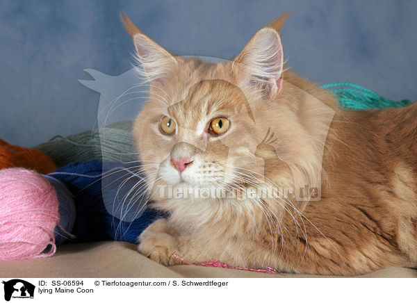 liegende Maine Coon / lying Maine Coon / SS-06594