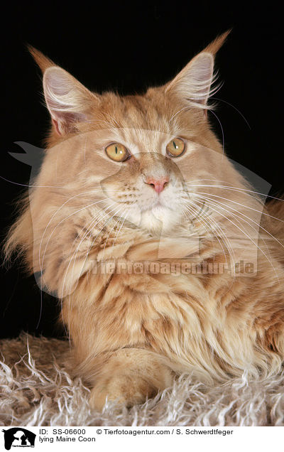 liegende Maine Coon / lying Maine Coon / SS-06600