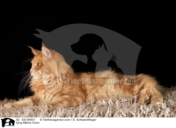 liegende Maine Coon / lying Maine Coon / SS-06601