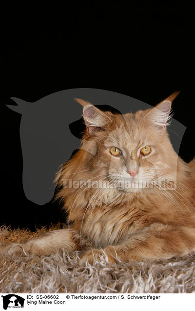 liegende Maine Coon / lying Maine Coon / SS-06602