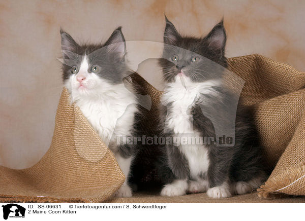 2 Maine Coon Ktzchen / 2 Maine Coon Kitten / SS-06631