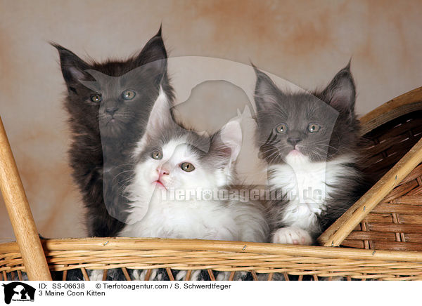 3 Maine Coon Ktzchen / 3 Maine Coon Kitten / SS-06638