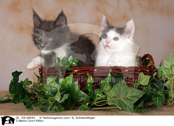 2 Maine Coon Ktzchen / 2 Maine Coon Kitten / SS-06640