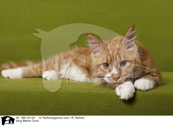 liegende Maine Coon / lying Maine Coon / RR-10134