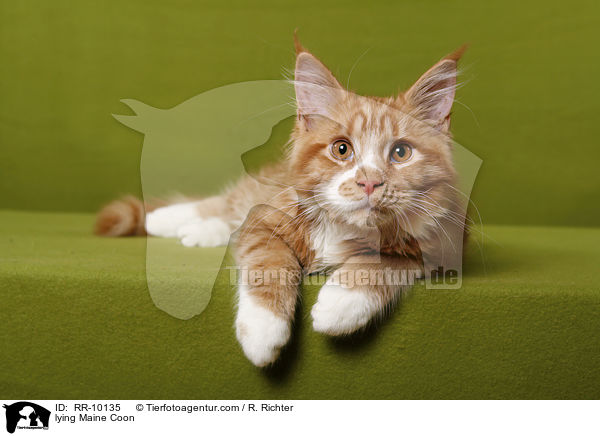 liegende Maine Coon / lying Maine Coon / RR-10135