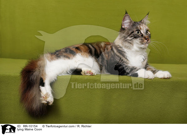 liegende Maine Coon / lying Maine Coon / RR-10154