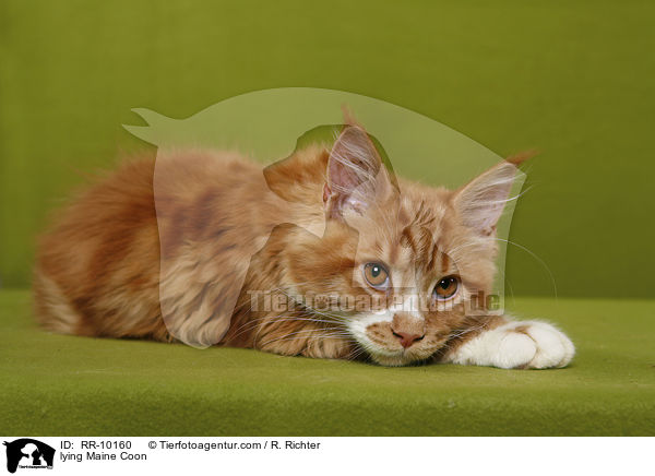 liegende Maine Coon / lying Maine Coon / RR-10160