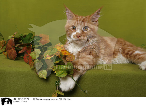 Maine Coon / Maine Coon / RR-10172