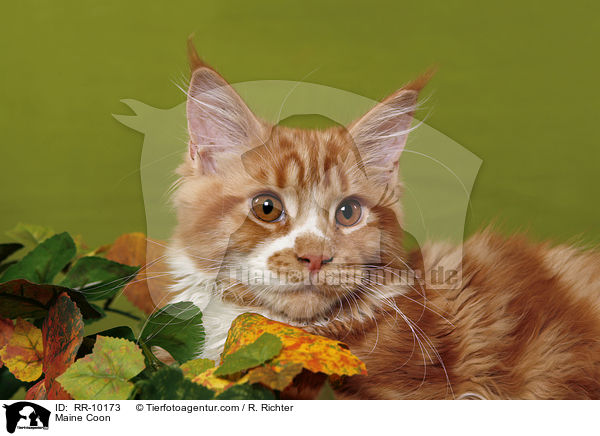 Maine Coon / Maine Coon / RR-10173