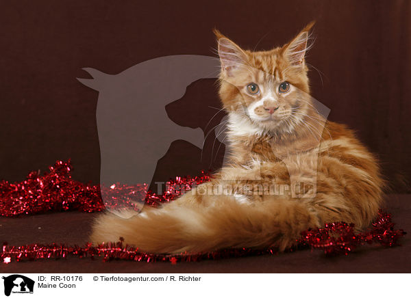 Maine Coon / Maine Coon / RR-10176