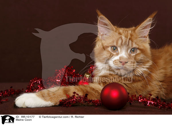 Maine Coon / Maine Coon / RR-10177