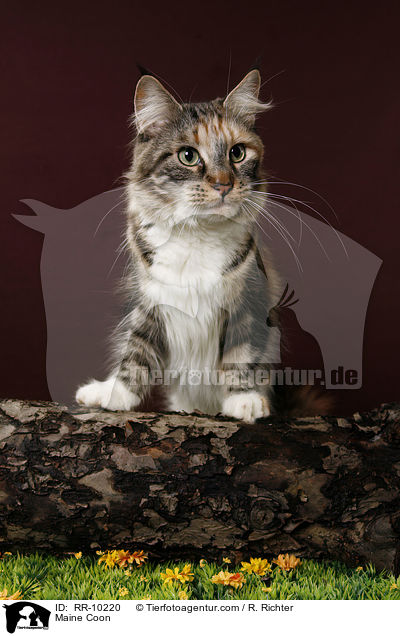 Maine Coon / Maine Coon / RR-10220