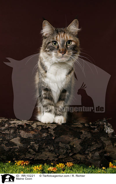 Maine Coon / Maine Coon / RR-10221