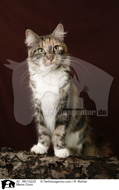 Maine Coon / Maine Coon / RR-10225