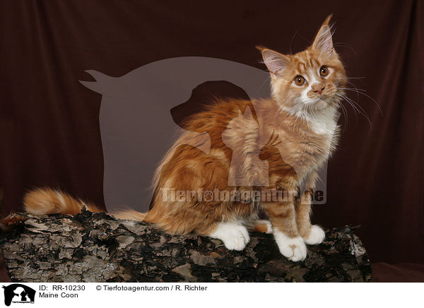 Maine Coon / Maine Coon / RR-10230