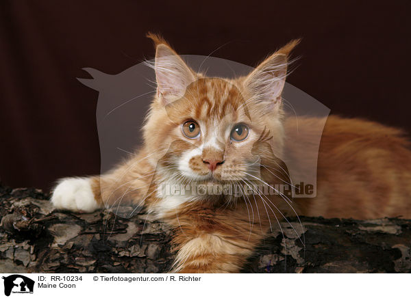 Maine Coon / Maine Coon / RR-10234