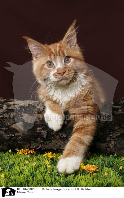 Maine Coon / Maine Coon / RR-10235