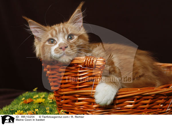 Maine Coon im Krbchen / Maine Coon in basket / RR-10254