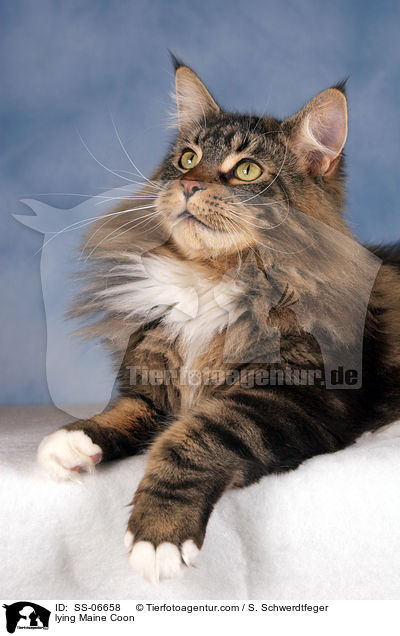 liegende Maine Coon / lying Maine Coon / SS-06658