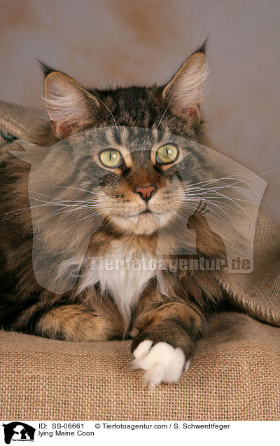 liegende Maine Coon / lying Maine Coon / SS-06661