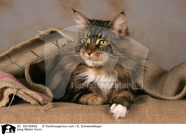 liegende Maine Coon / lying Maine Coon / SS-06662