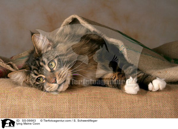 liegende Maine Coon / lying Maine Coon / SS-06663