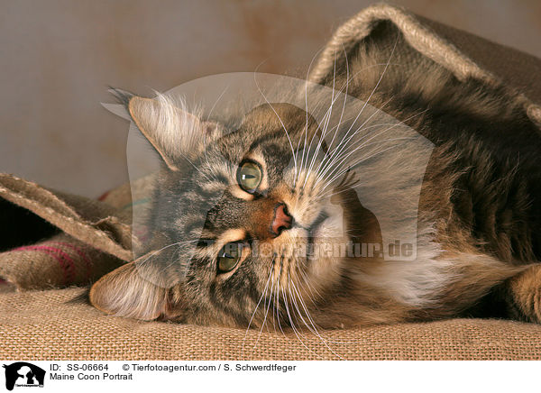 Maine Coon Portrait / Maine Coon Portrait / SS-06664