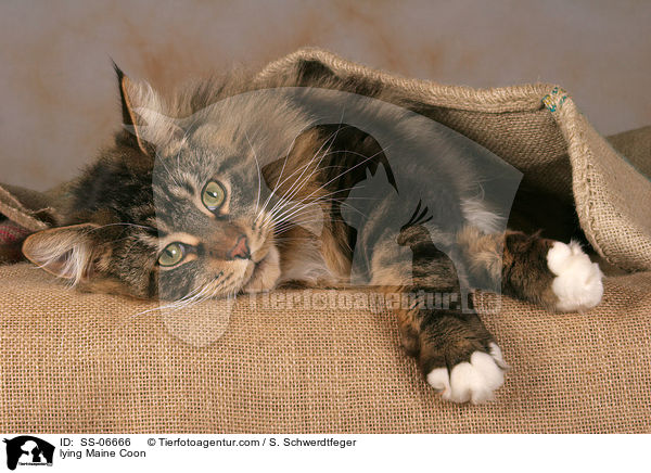 liegende Maine Coon / lying Maine Coon / SS-06666