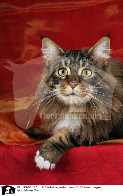 liegende Maine Coon / lying Maine Coon / SS-06677