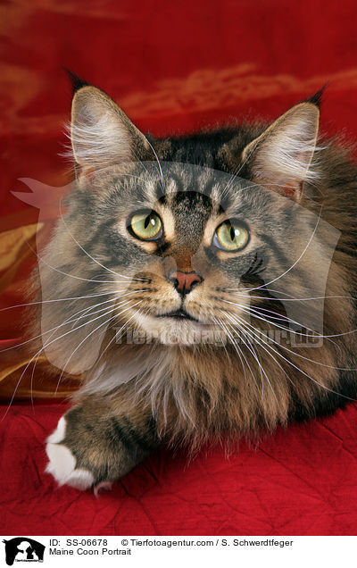 Maine Coon Portrait / Maine Coon Portrait / SS-06678