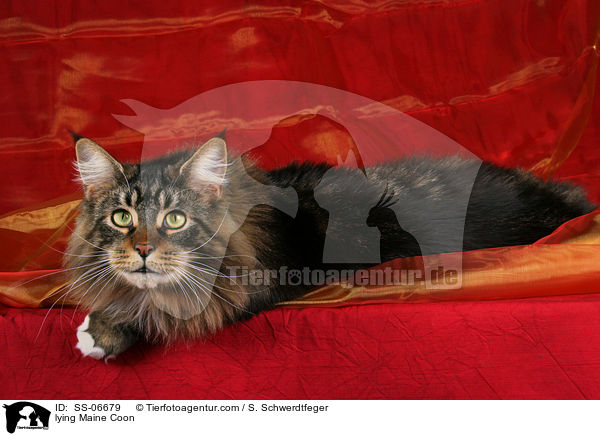liegende Maine Coon / lying Maine Coon / SS-06679