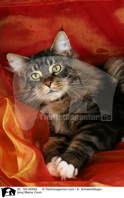 liegende Maine Coon / lying Maine Coon / SS-06682